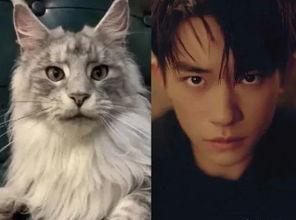 巨猫官方最新爆料英剧猫  第2张